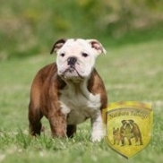 cachorro bulldog